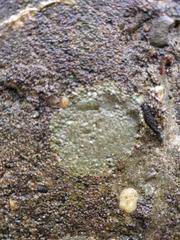 Protoblastenia rupestris