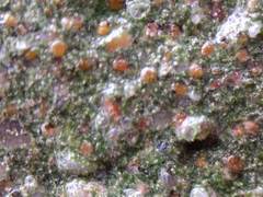 Protoblastenia rupestris