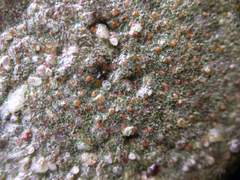 Protoblastenia rupestris