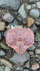 Paralithodes camtschaticus