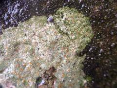 Protoblastenia rupestris