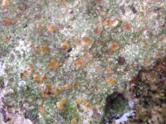 Protoblastenia rupestris