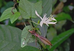 Passiflora capsularis