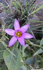 Romulea camerooniana