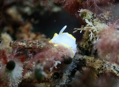 Diaphorodoris alba