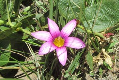 Romulea camerooniana