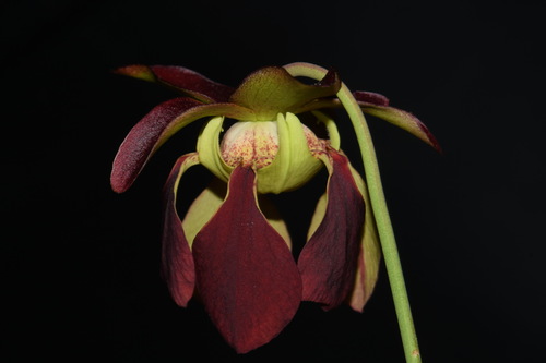 Image of Sarracenia alabamensis by (c) Brian Finzel, some rights reserved (CC BY-SA)