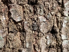 Leptostylus transversus