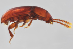 Catopocerus
