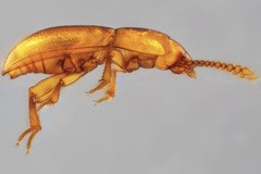 Catopocerus