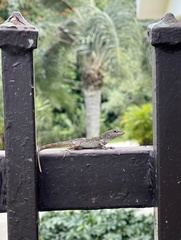 Anolis cristatellus cristatellus