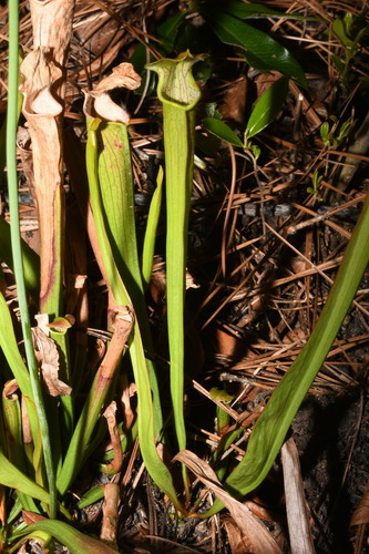 Image of Sarracenia alabamensis by (c) Brian Finzel, some rights reserved (CC BY-SA)
