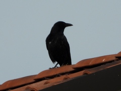 Corvus corone
