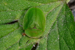 Cassida viridis