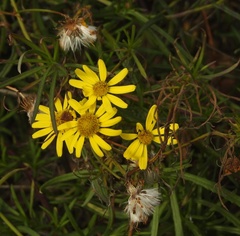 Senecio inaequidens