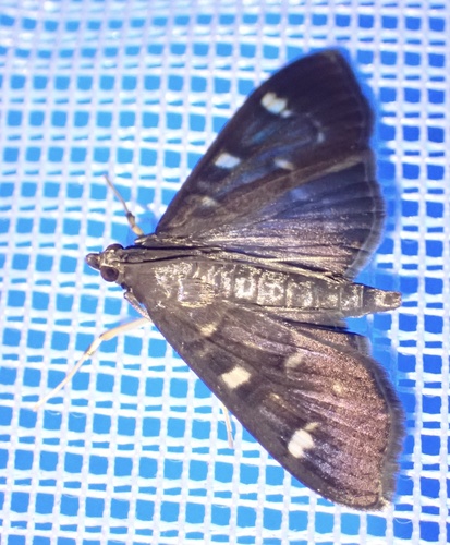 Syllepte ovialis