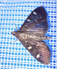 Pramadea ovialis