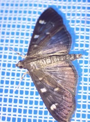 Pramadea ovialis