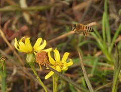 Apis mellifera