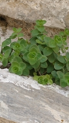 Origanum calcaratum