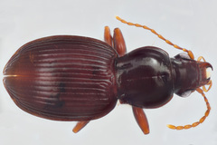 Gastrellarius blanchardi