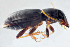 Harpalus spadiceus