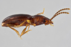 Trechus vandykei