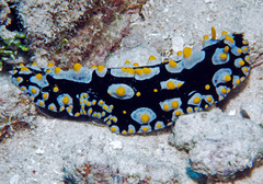 Phyllidia tula