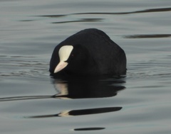 Fulica atra