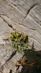 Sedum litoreum