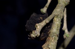 Andricus sternlichti