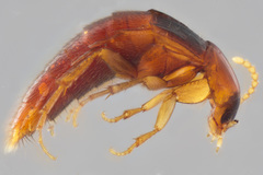 Ischnosoma lecontei