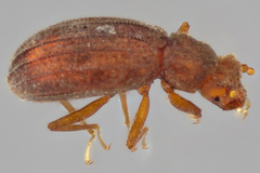 Dasycerus carolinensis
