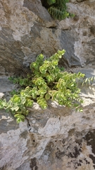 Origanum calcaratum