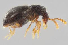 Brachycepsis