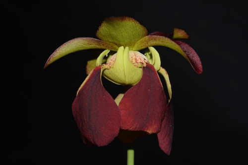 Image of Sarracenia alabamensis by (c) Brian Finzel, some rights reserved (CC BY-SA)