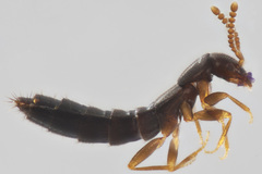 Ocyustiba appalachiana