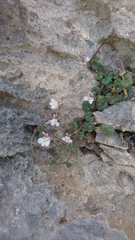 Cymbalaria microcalyx