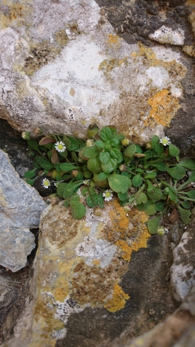 Least Daisy (Bellium minutum)