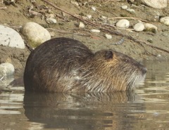 Myocastor coypus
