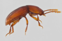 Catopocerus