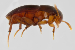 Ptomaphagus