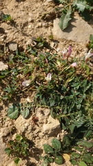 Trifolium uniflorum