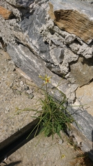 Sisymbrium orientale