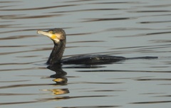 Phalacrocorax carbo