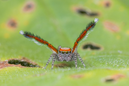 Beardfooted spider