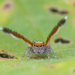 Beardfooted Spider - Photo (c) Óscar Mendez, some rights reserved (CC BY-NC), uploaded by Óscar Mendez