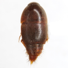 Sepedophilus velocipes