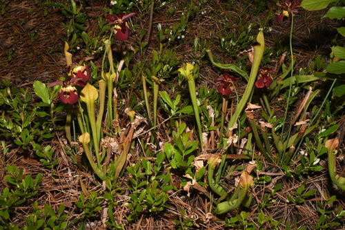Image of Sarracenia alabamensis by (c) Brian Finzel, some rights reserved (CC BY-SA)