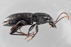 Pterostichus palmi